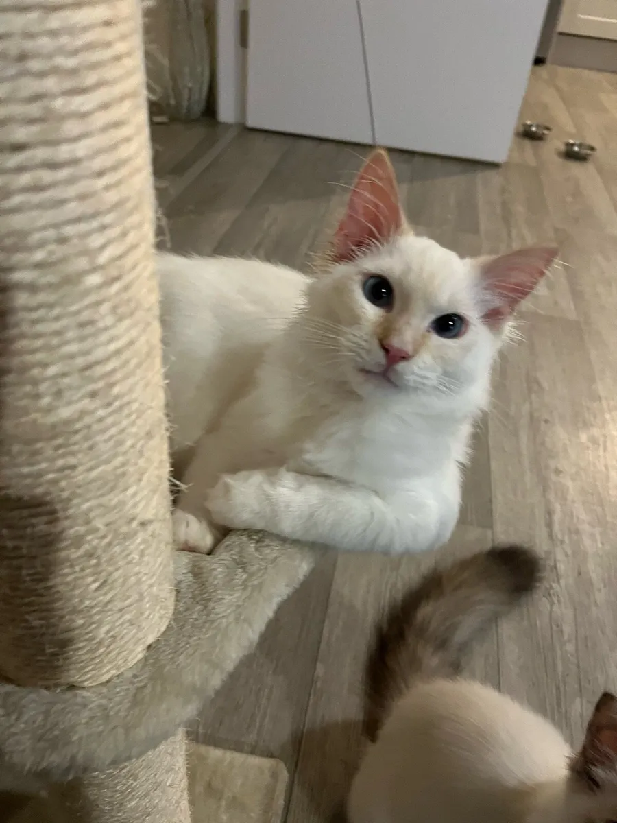 Ragdoll cats - Image 4