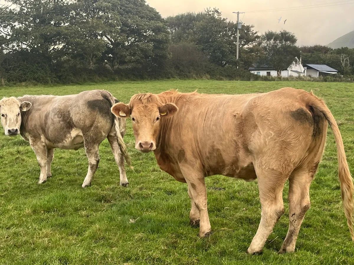Organic Cattle - Image 2