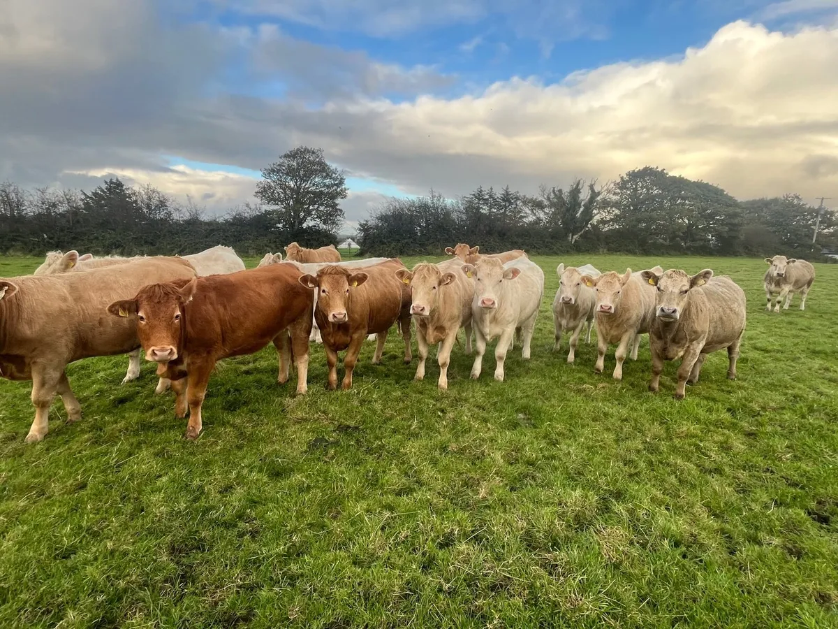 Organic Cattle - Image 3