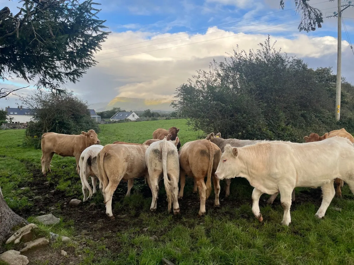 Organic Cattle - Image 4