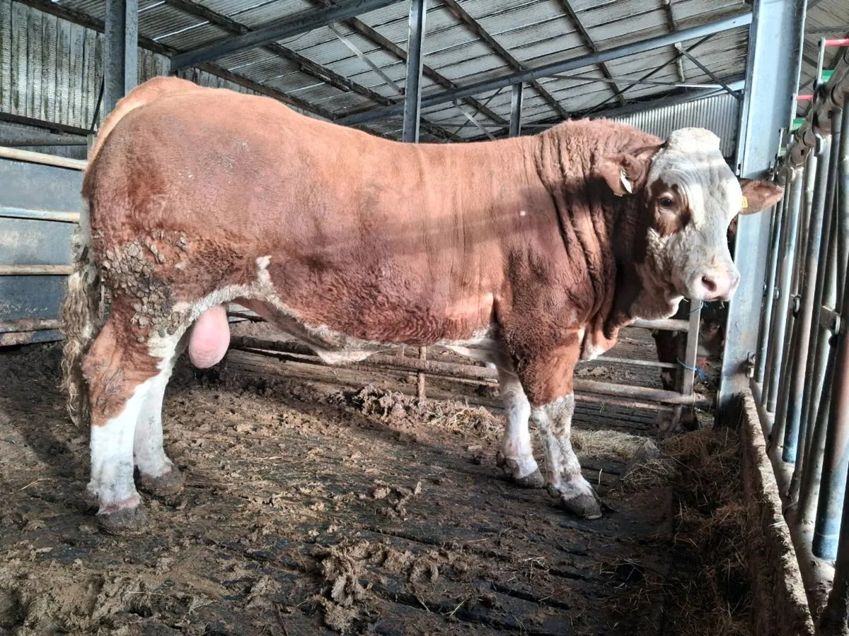 Pedigree Simmental Bulls - Image 2