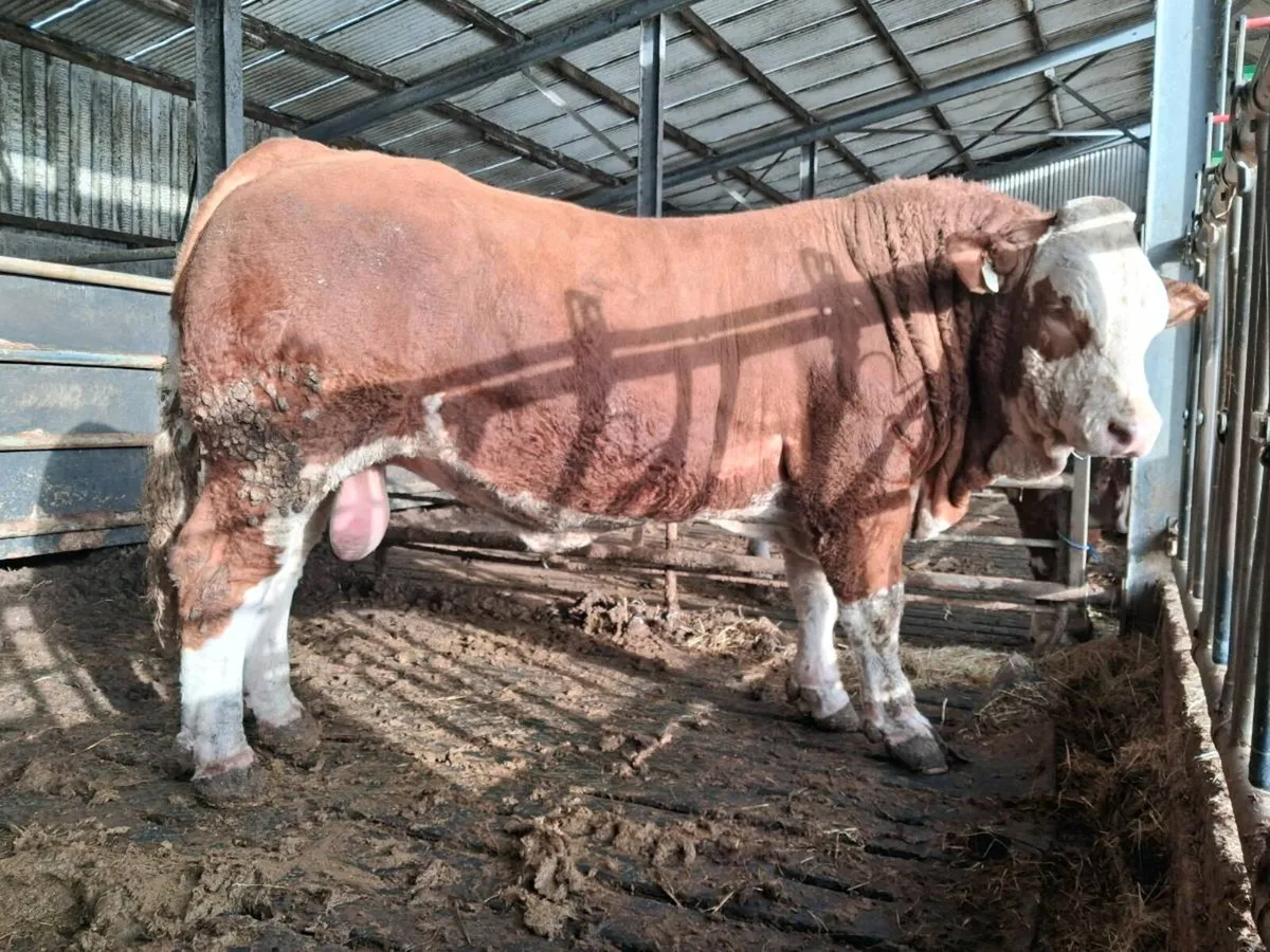 Pedigree Simmental Bulls - Image 3