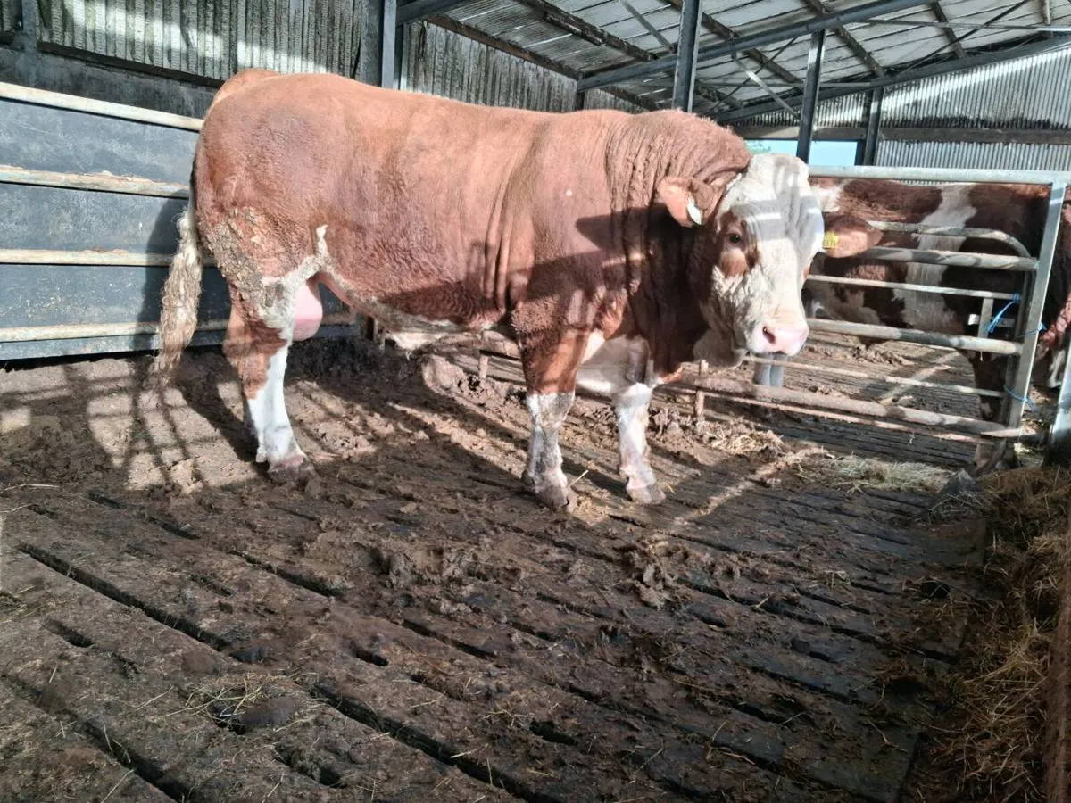 Pedigree Simmental Bulls - Image 4