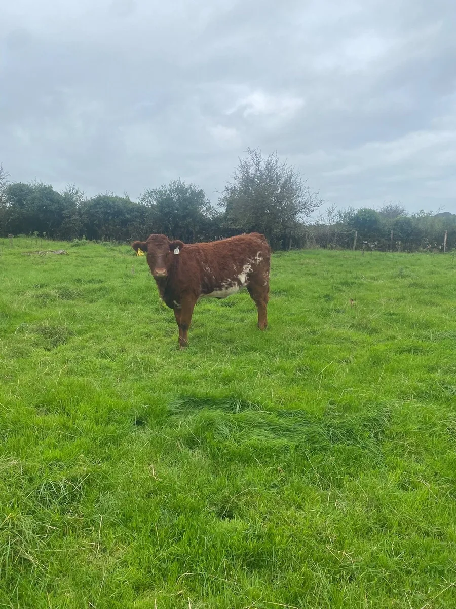 Roan heifer for loughrea mart Tomorrow