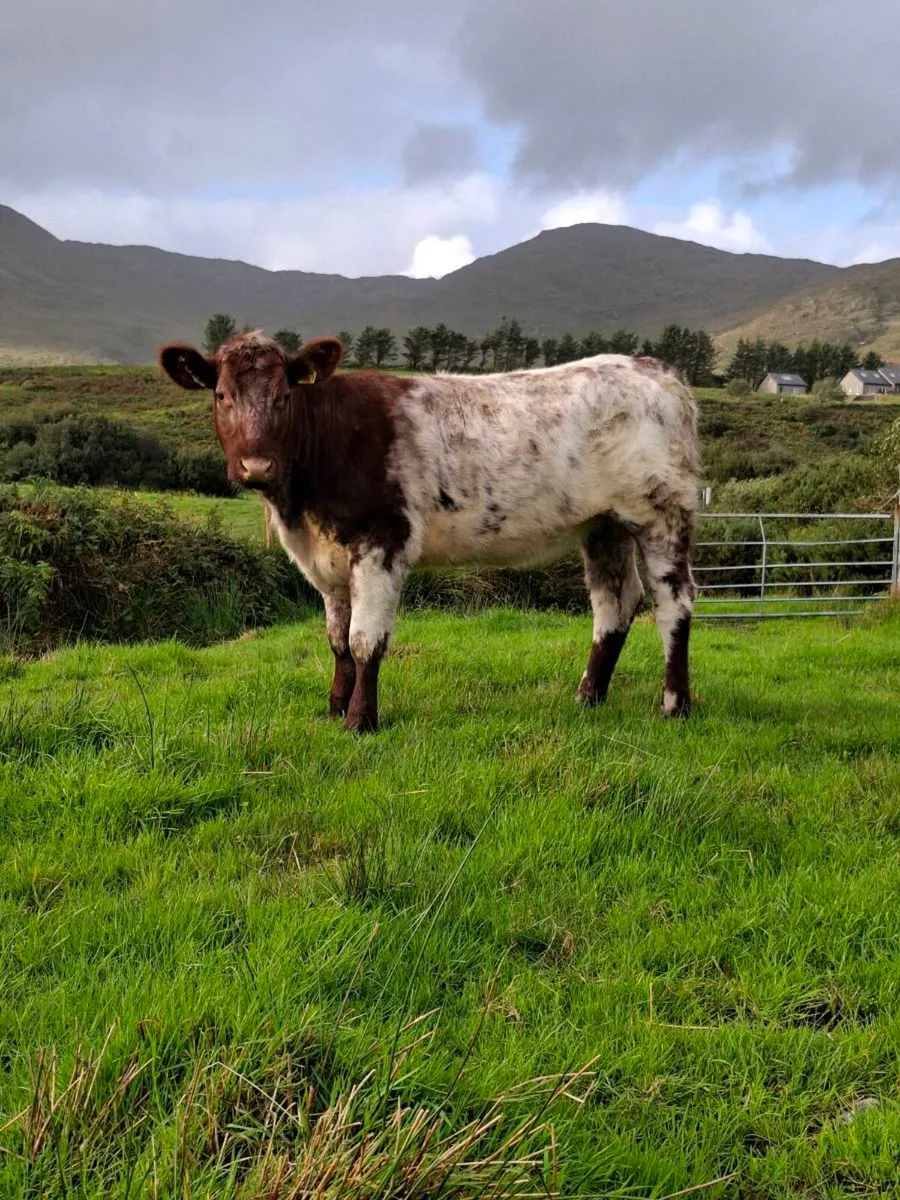 PB Shorthorn Heifer - Image 1