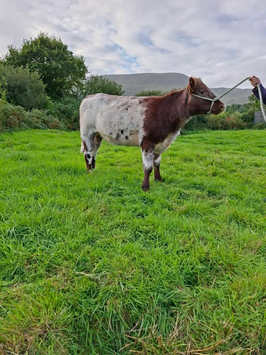 PB Shorthorn Heifer - Image 2