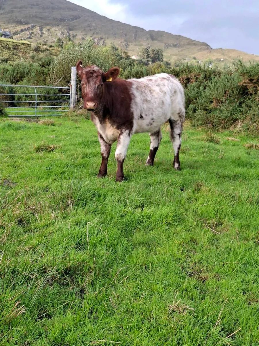 PB Shorthorn Heifer - Image 4