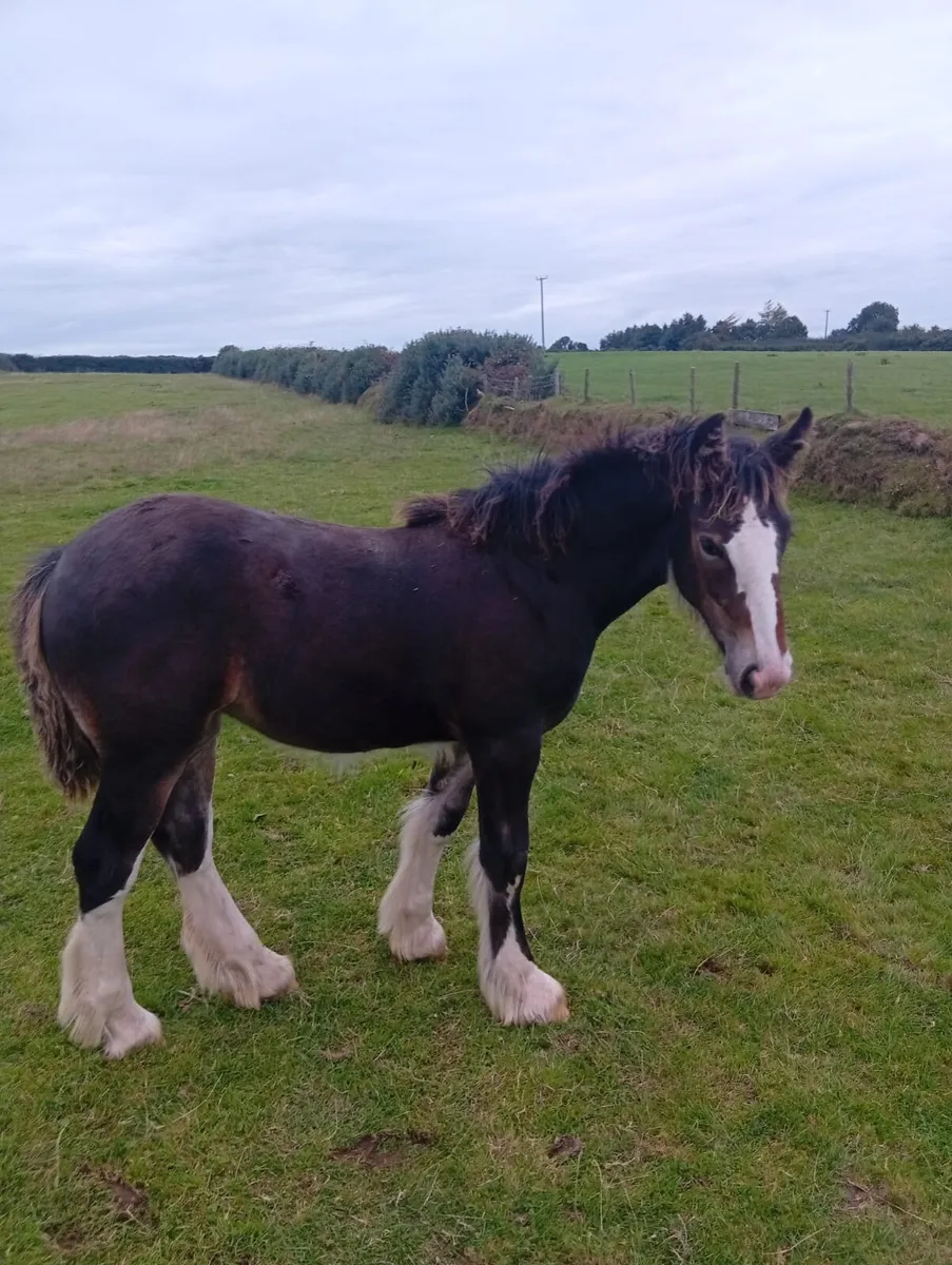 Mare foal - Image 1