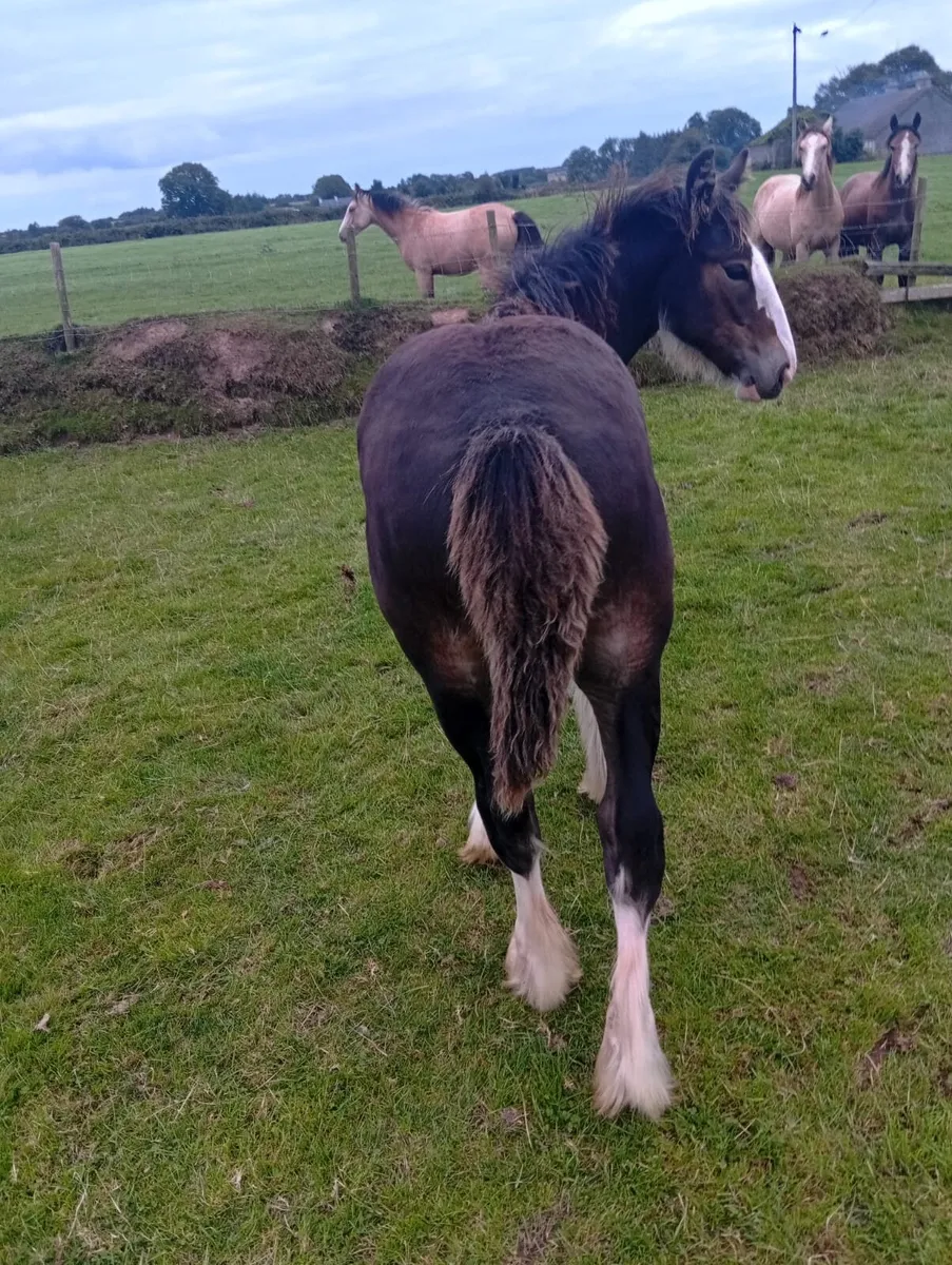 Mare foal - Image 2