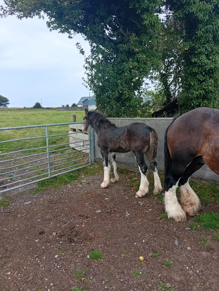 Mare foal - Image 3