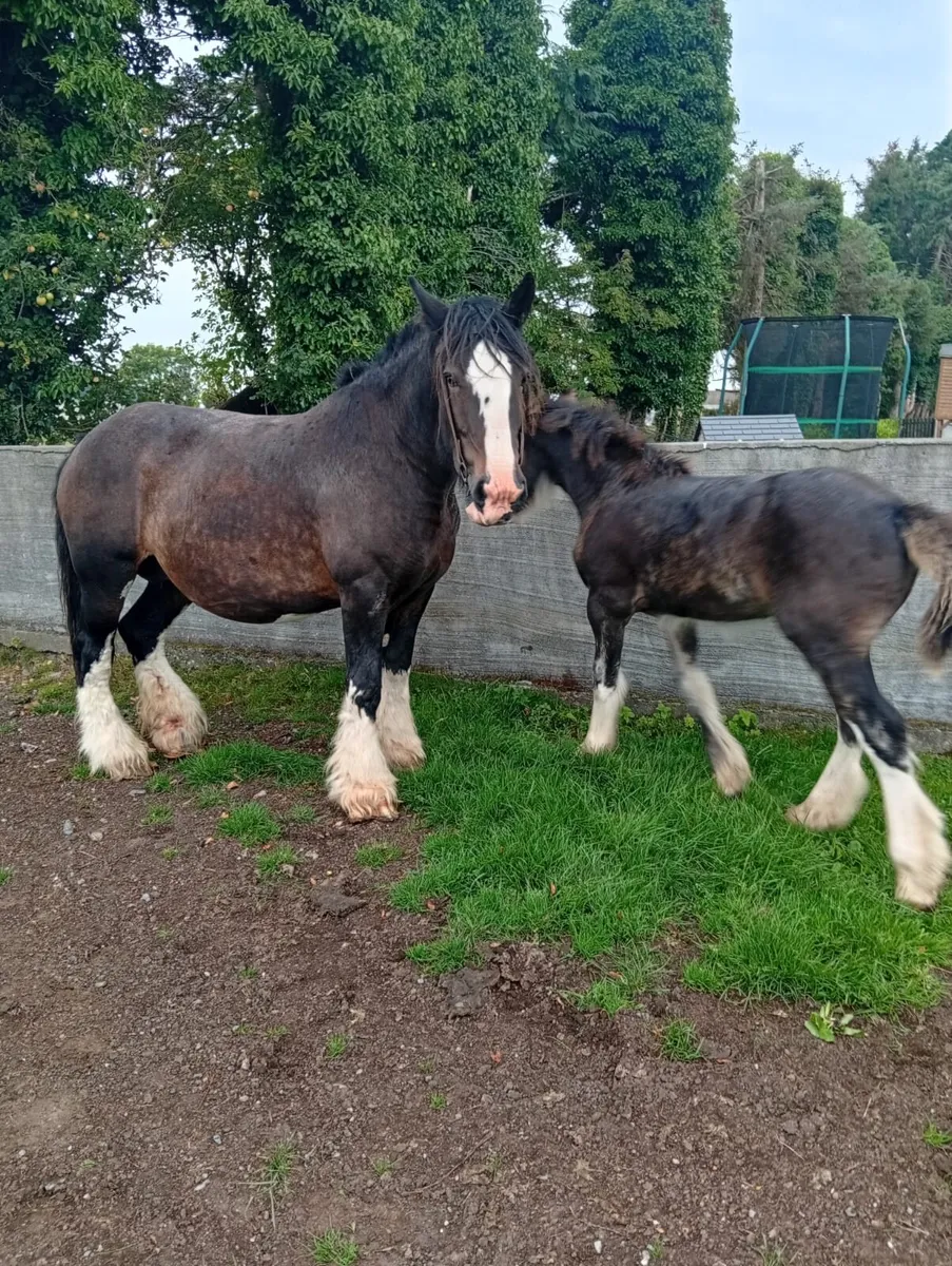 Mare foal - Image 4