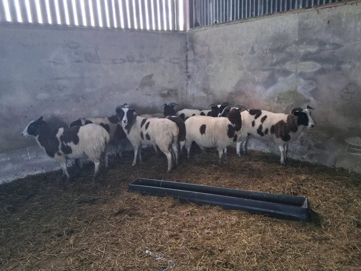 Sheep - Image 3
