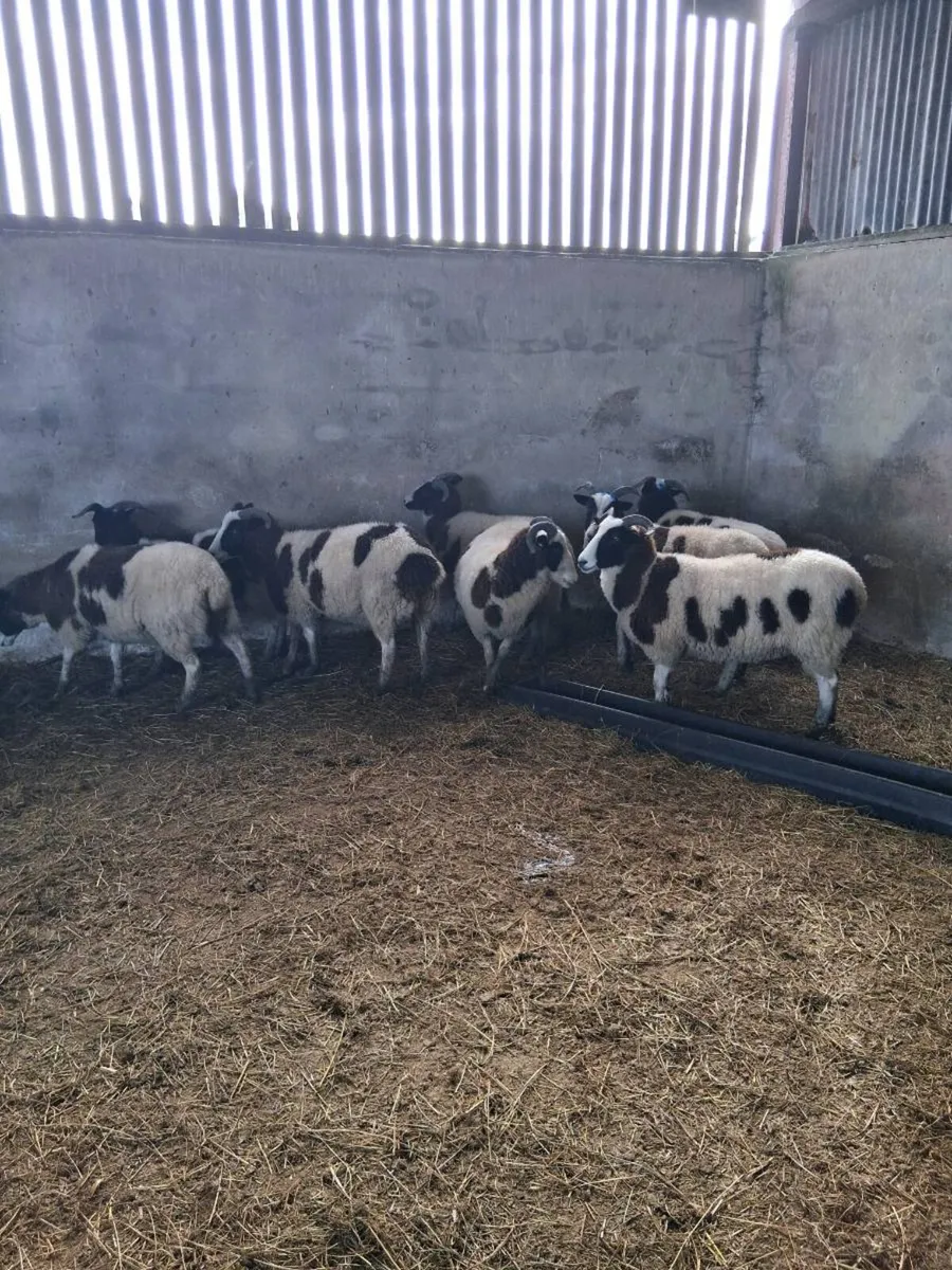 Sheep - Image 4