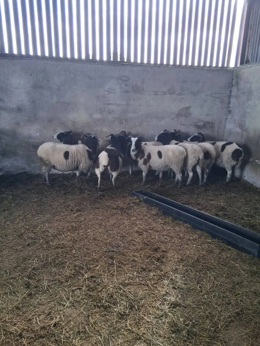 Sheep - Image 1