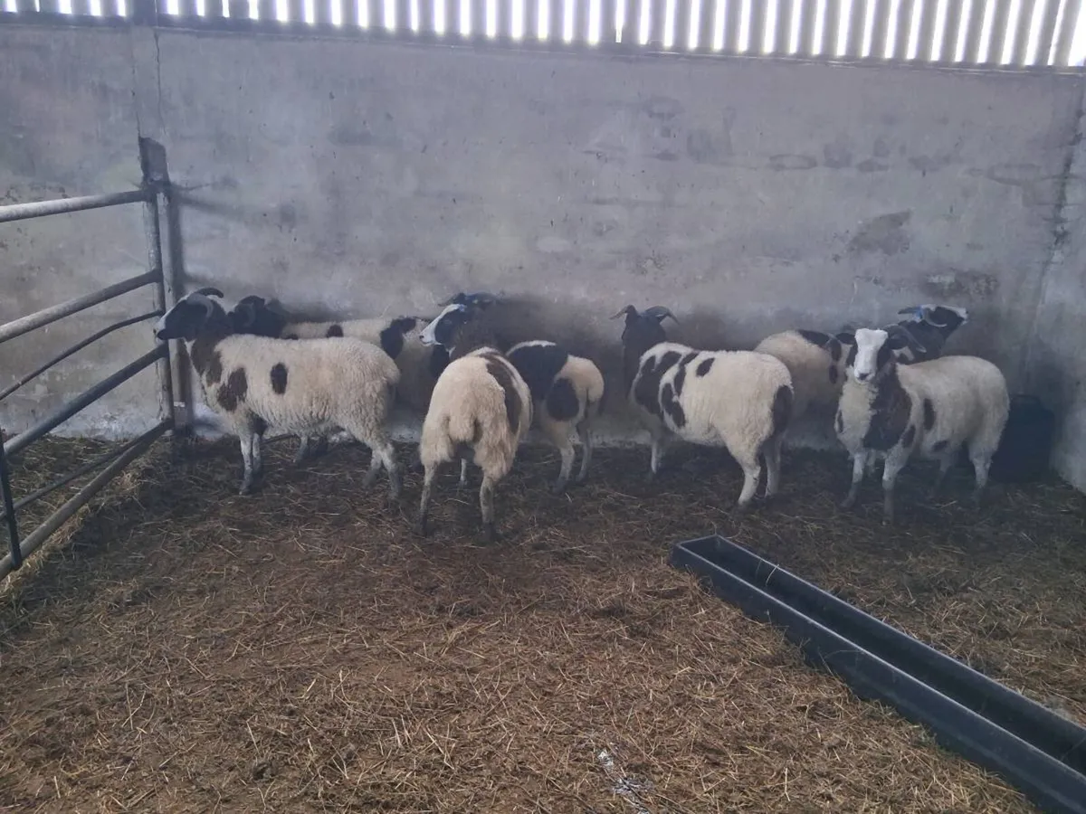 Sheep - Image 2
