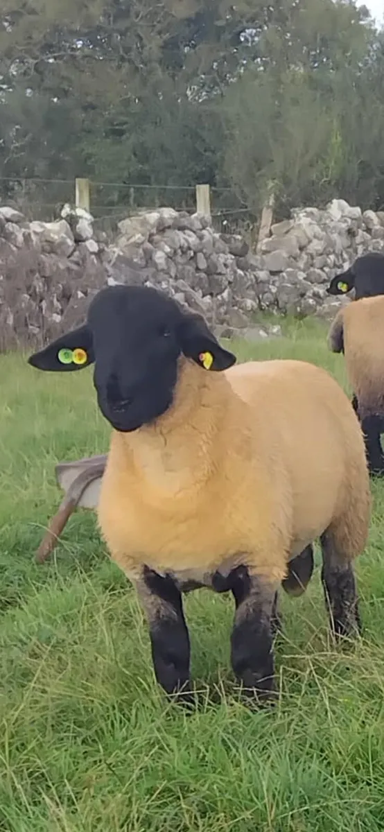 Suffolk ram lambs - Image 1