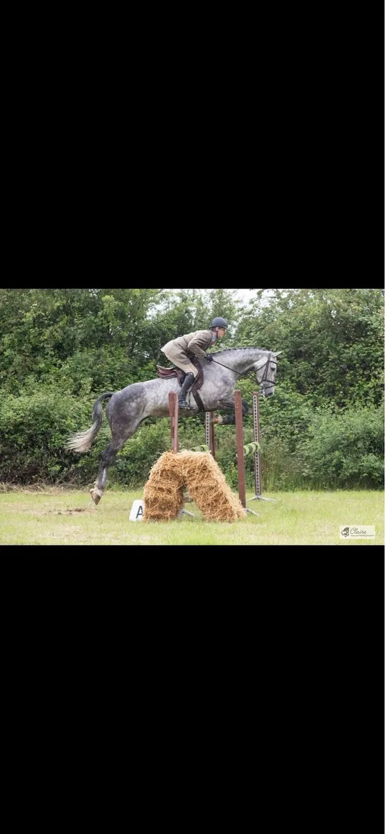 6 year old,grey, gelding - Image 1