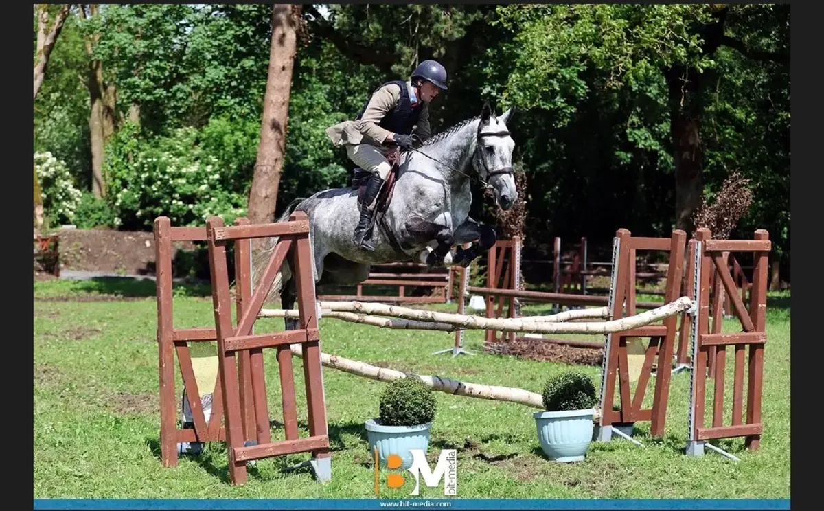 6 year old,grey, gelding - Image 2