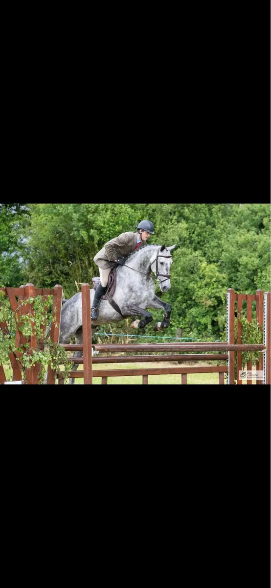 6 year old,grey, gelding - Image 3