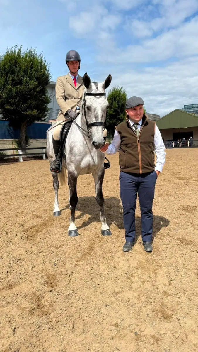 6 year old,grey, gelding - Image 4