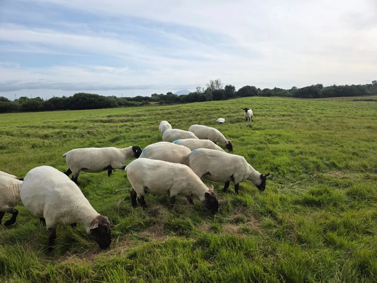 19 Soffolk Crossbred Hoggets - Image 2