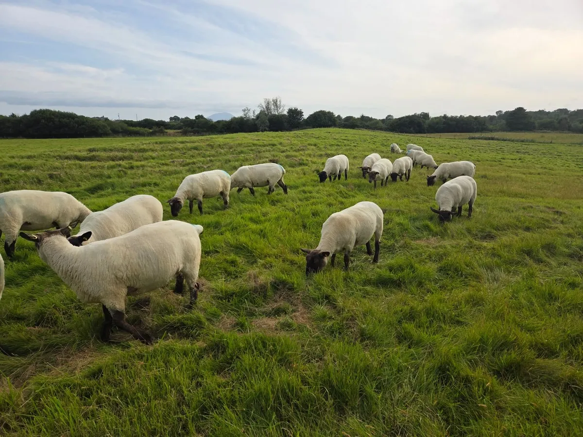 19 Soffolk Crossbred Hoggets - Image 3