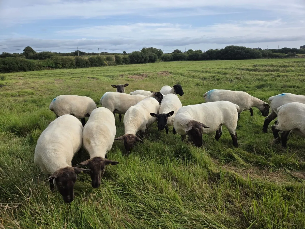 19 Soffolk Crossbred Hoggets - Image 1