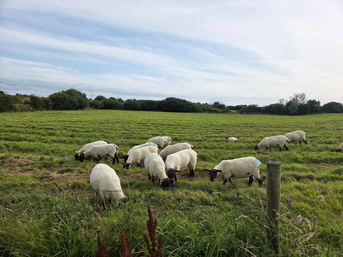 19 Soffolk Crossbred Hoggets - Image 4