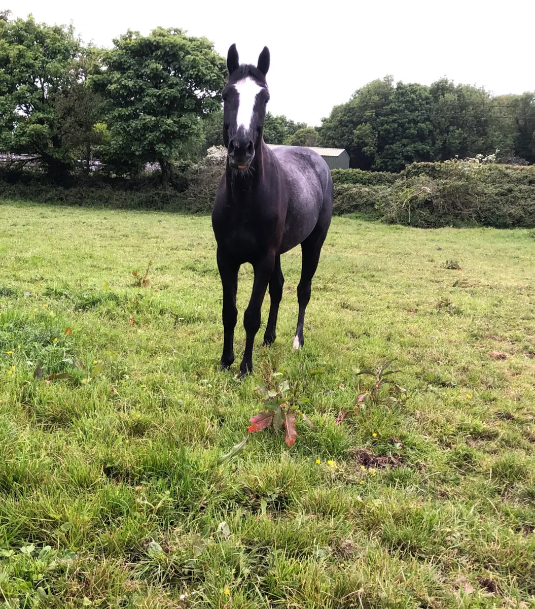 Horse - Image 2