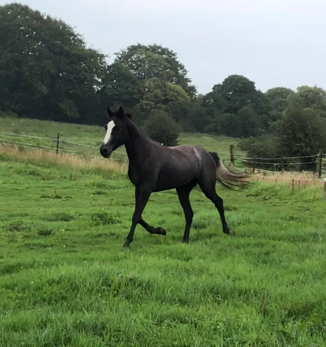 Horse - Image 1