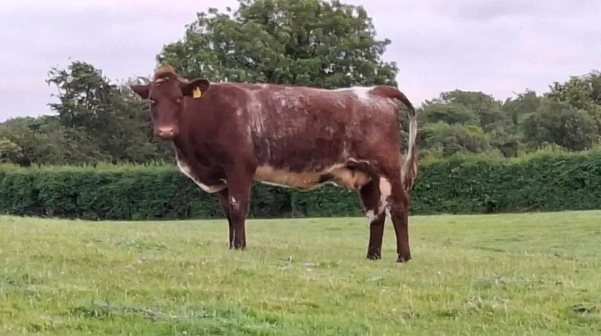 Pedigree Shorthorn Cow - Image 1