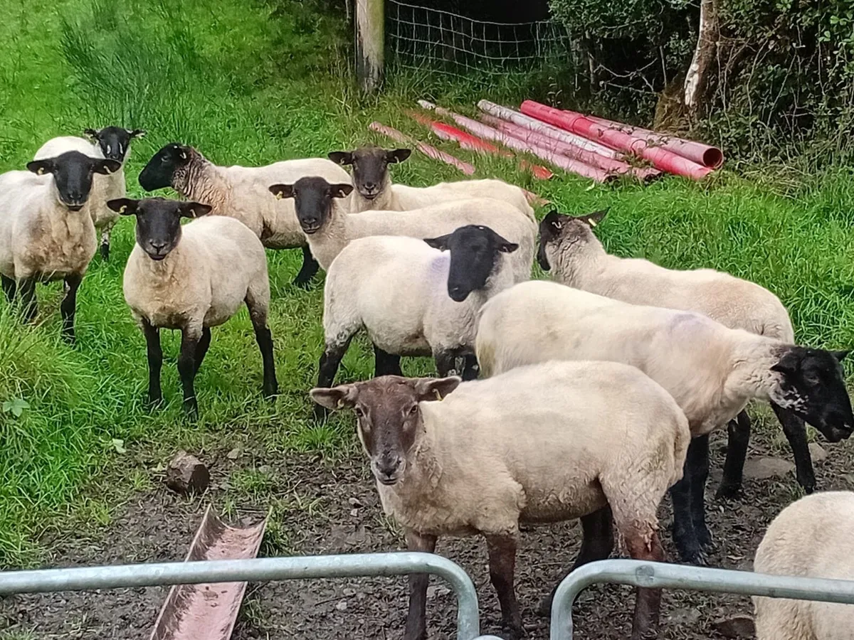 14 Suffolk Cross Hoggets - Image 2