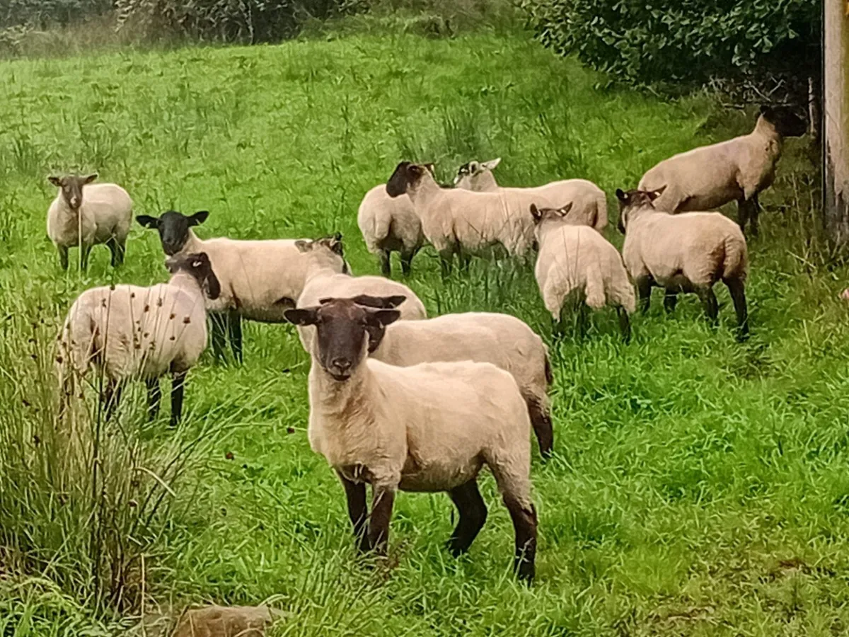 14 Suffolk Cross Hoggets - Image 1