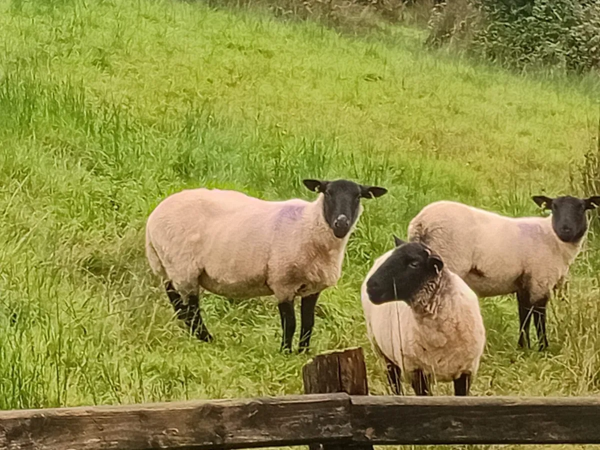 14 Suffolk Cross Hoggets - Image 3