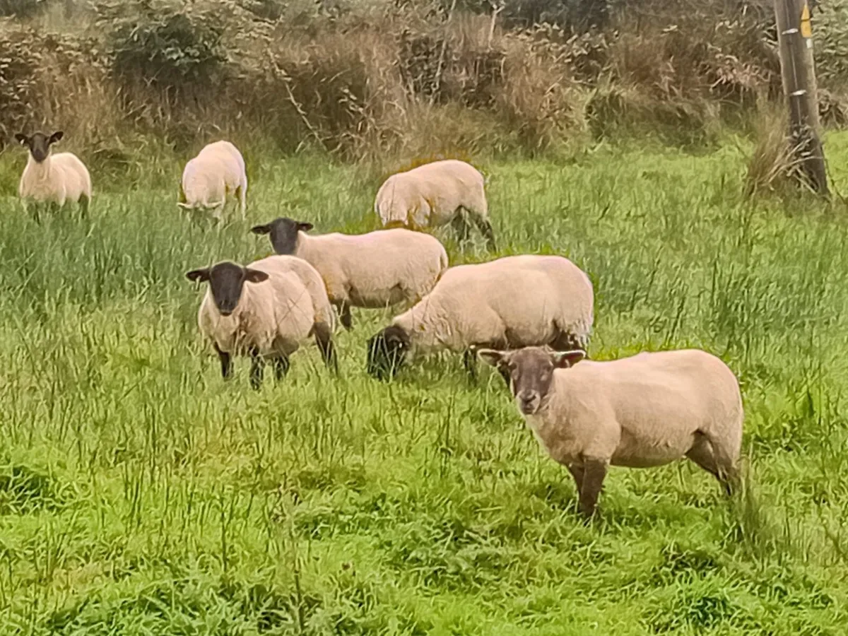 14 Suffolk Cross Hoggets - Image 4