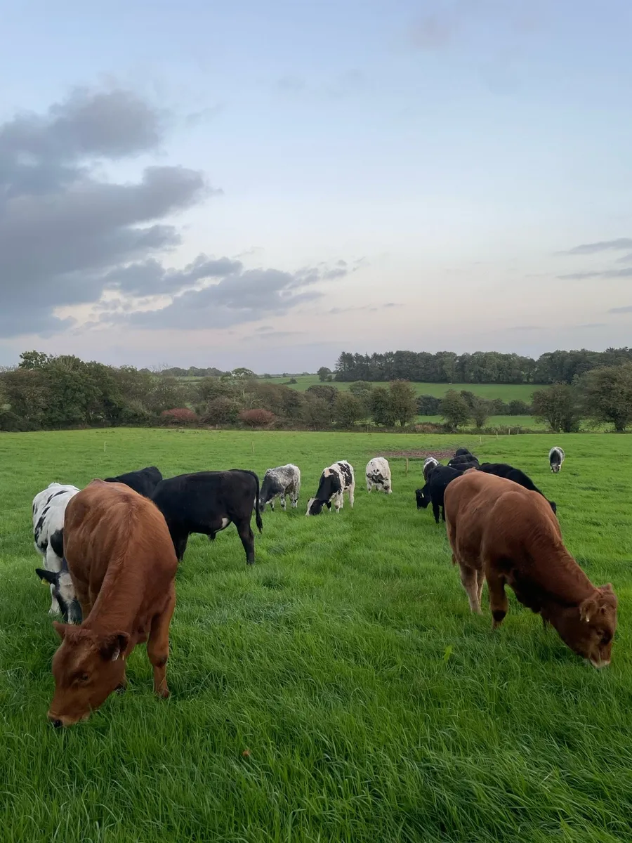 Angus And Continental Weanling Bulls - Image 1