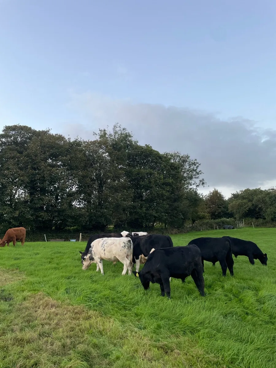 Angus And Continental Weanling Bulls - Image 2