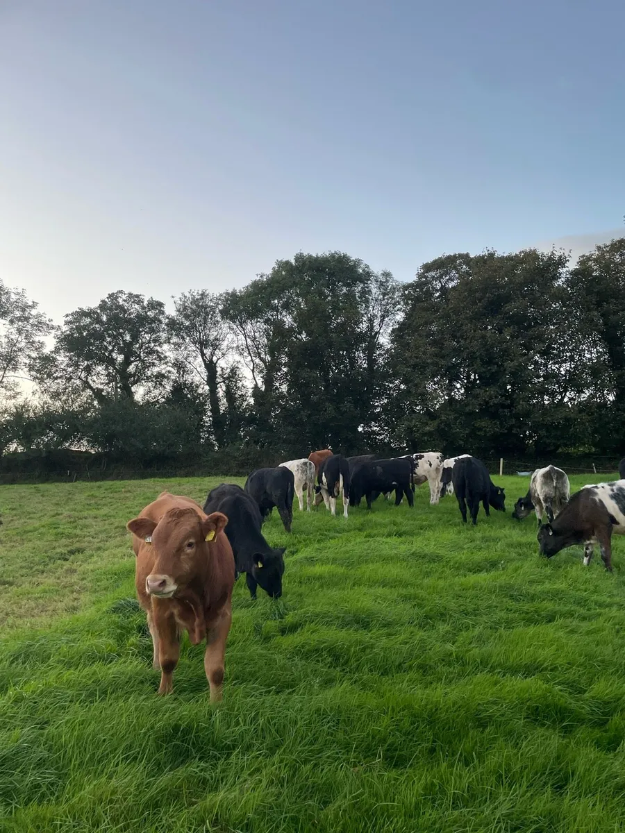 Angus And Continental Weanling Bulls - Image 3
