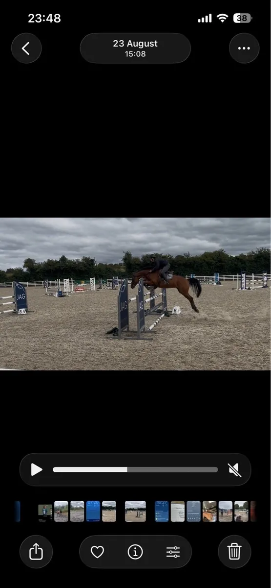 Horse - Image 3