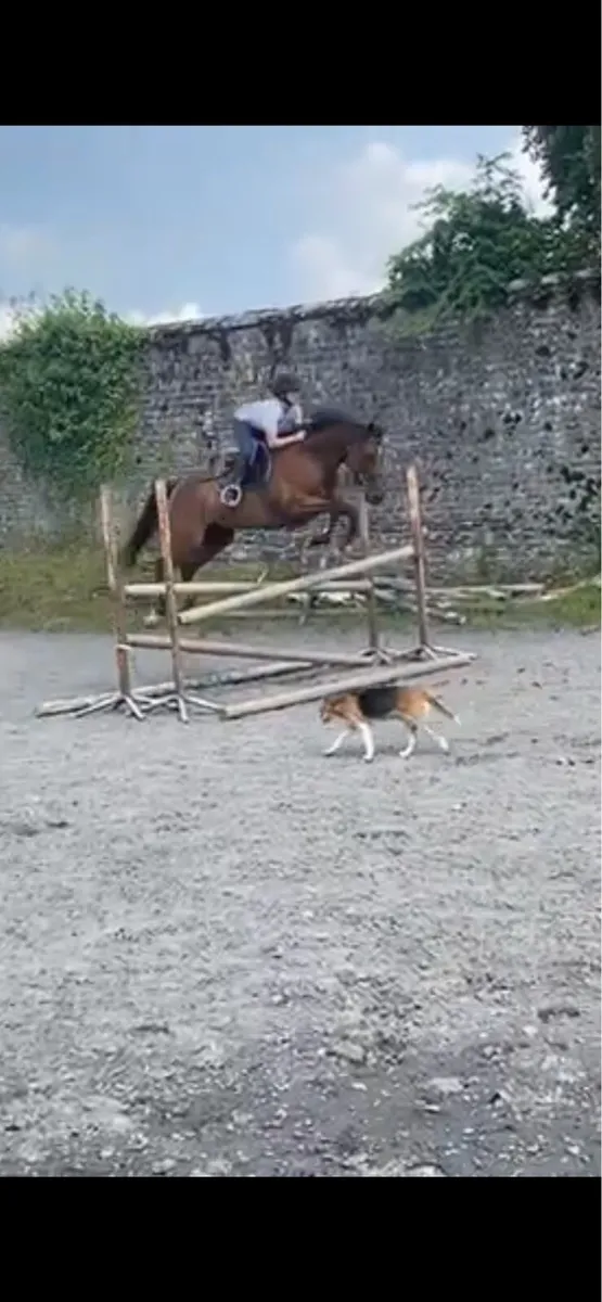 Horse - Image 4
