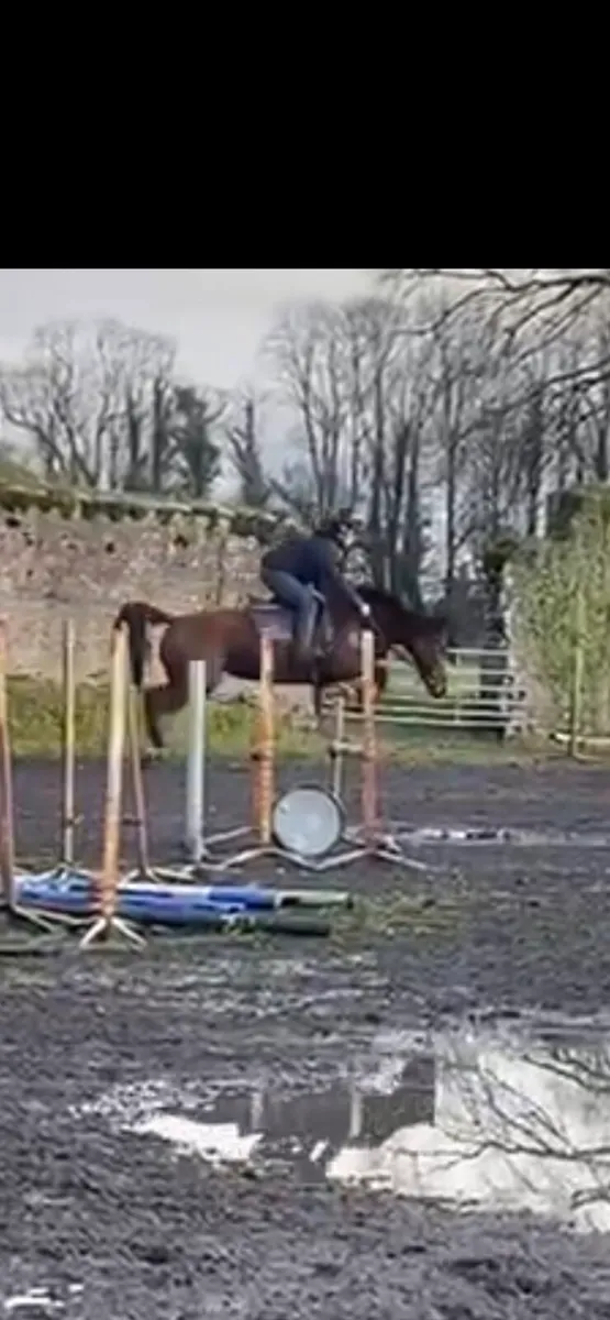 Horse - Image 2