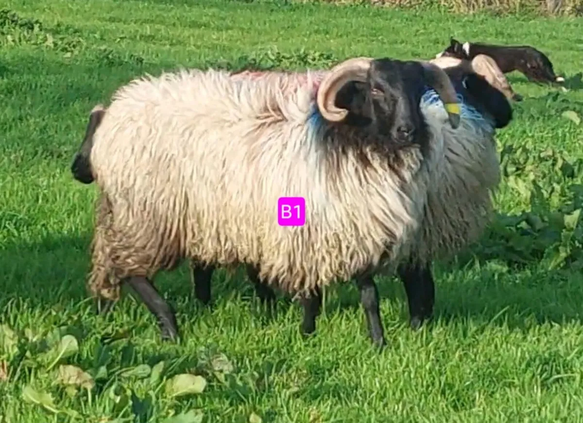 Mayo Blackface/North Country Cheviot Ram Lambs - Image 3