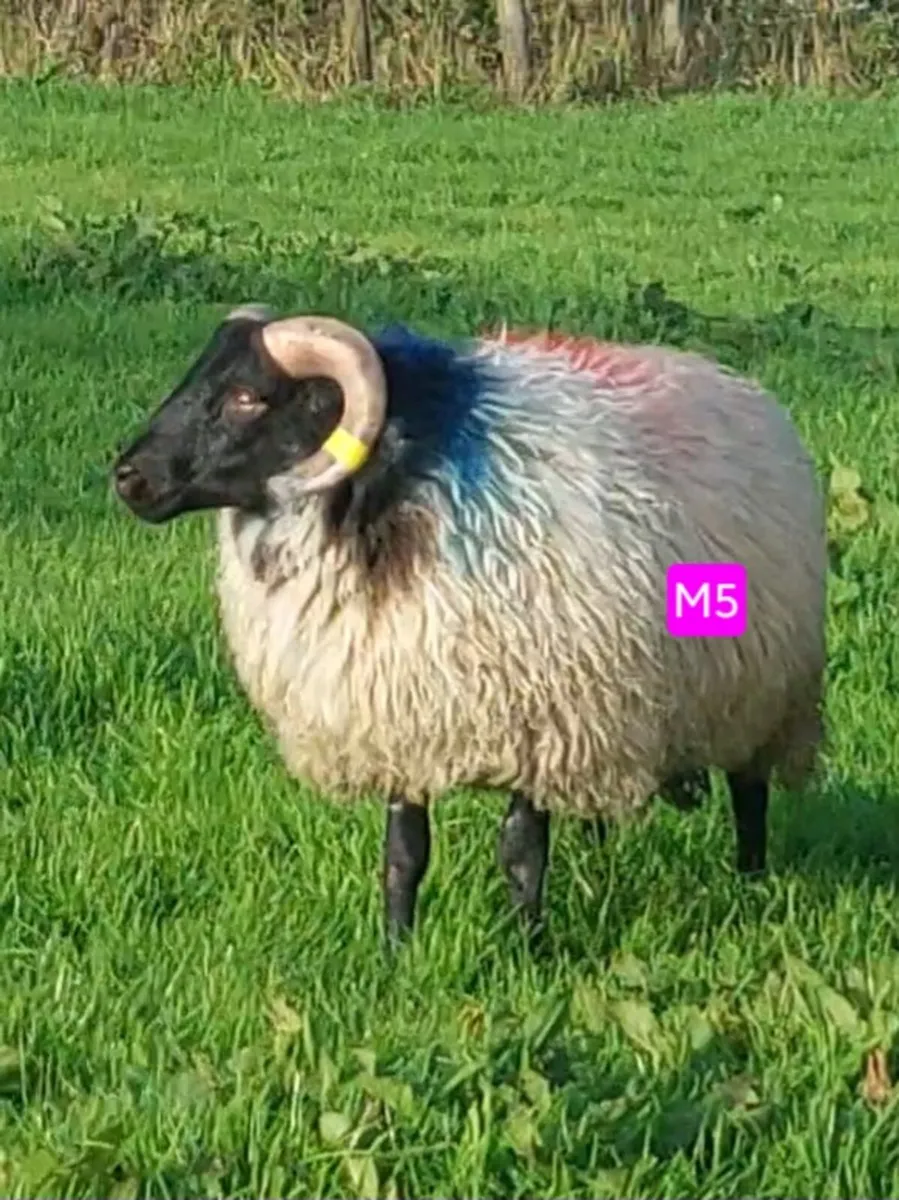 Mayo Blackface/North Country Cheviot Ram Lambs - Image 4