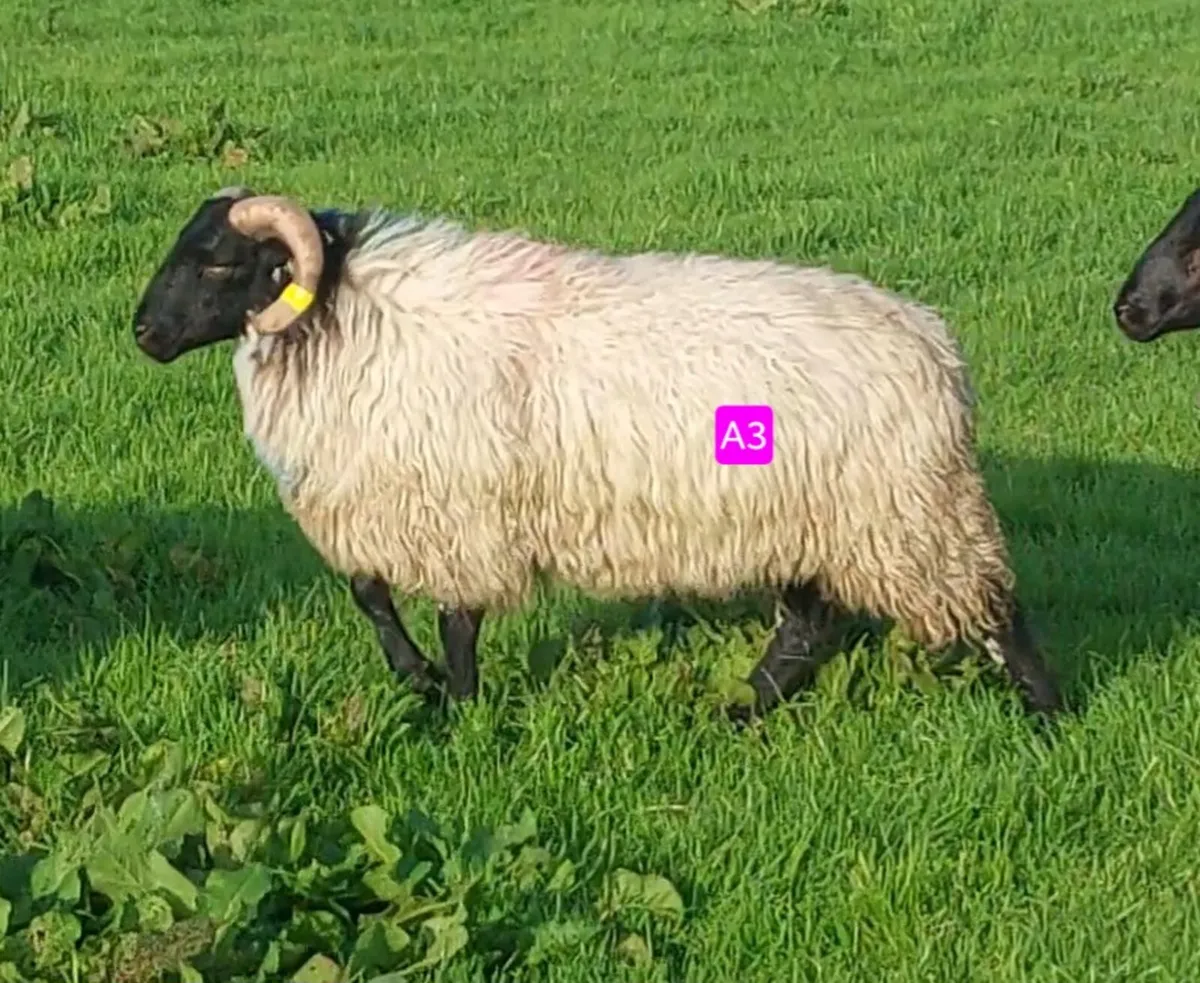 Mayo Blackface/North Country Cheviot Ram Lambs - Image 1