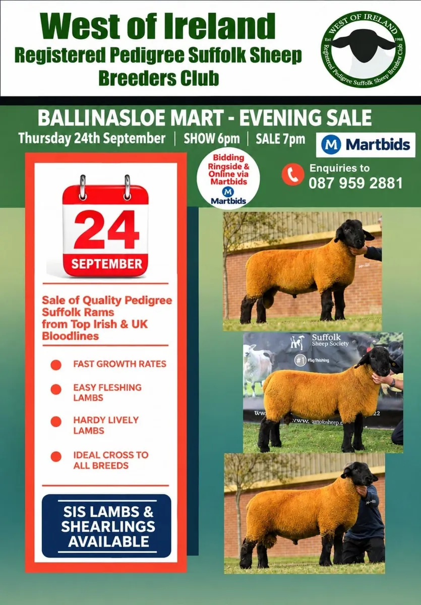 BALINASLOE RAM SALE - Image 1