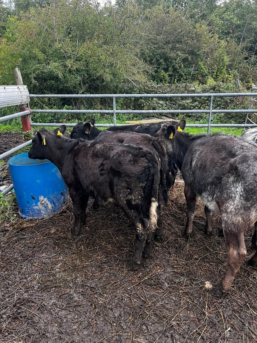 ⭐️5 super heifer calves⭐️ - Image 1