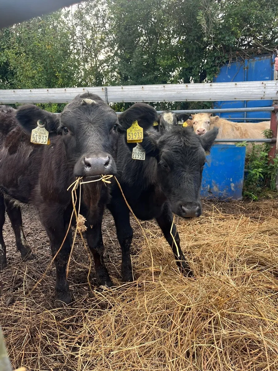 ⭐️5 super heifer calves⭐️ - Image 2