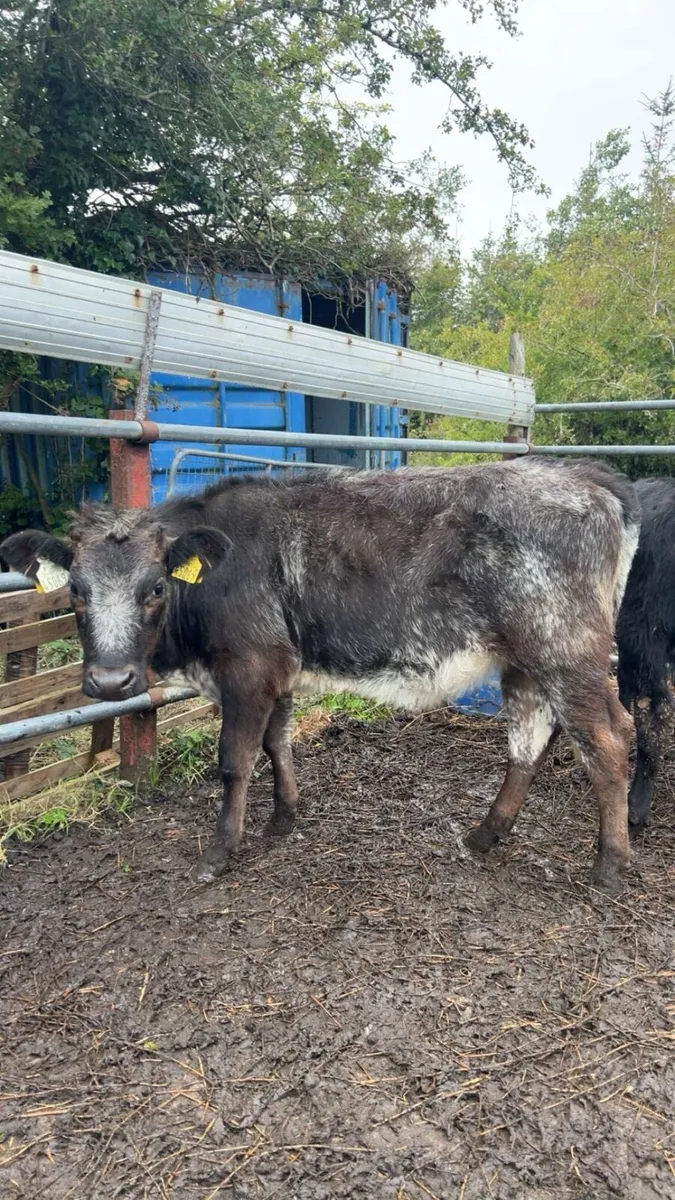 ⭐️5 super heifer calves⭐️ - Image 3