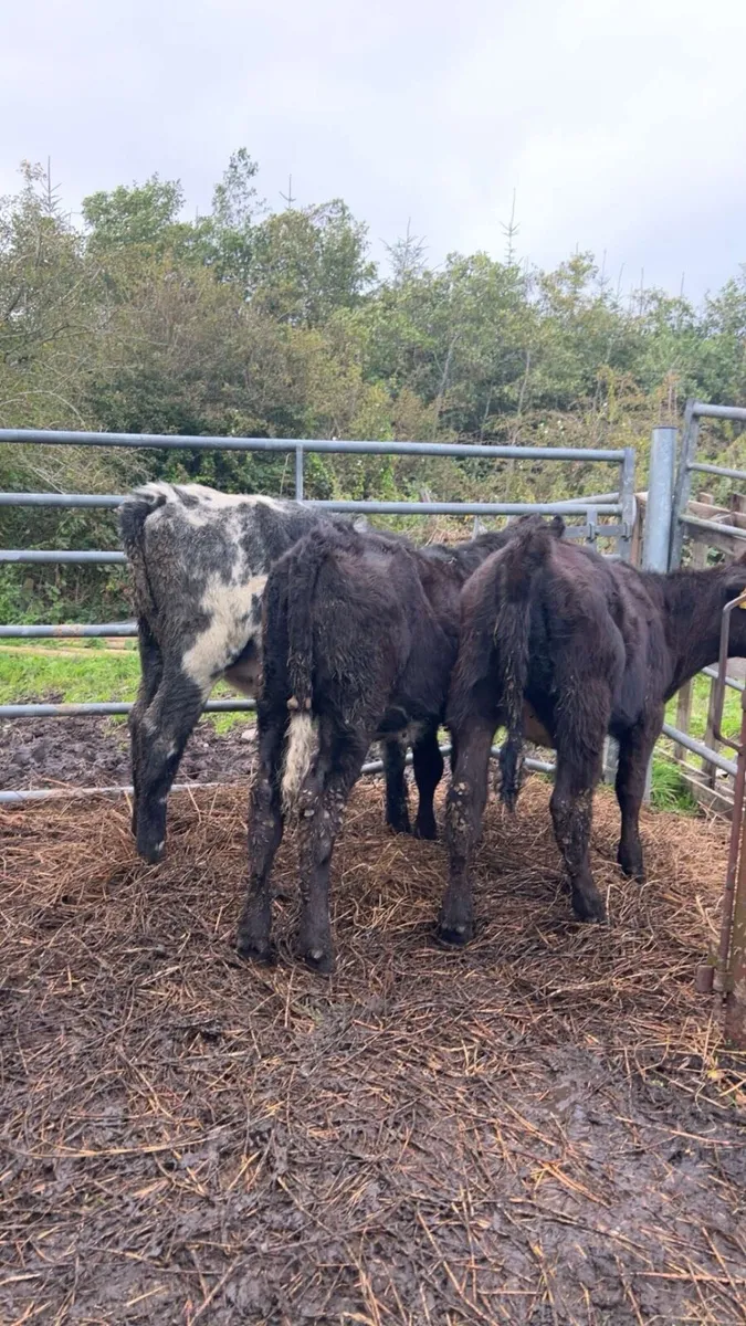 ⭐️5 super heifer calves⭐️ - Image 4