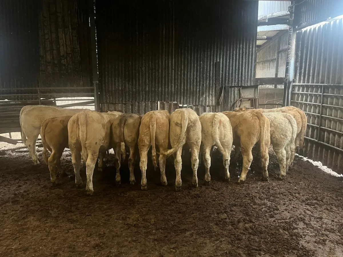 Beef cattle - Image 1